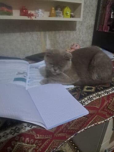 отдам котенка в хорошие руки: Британская вислоухая — 1