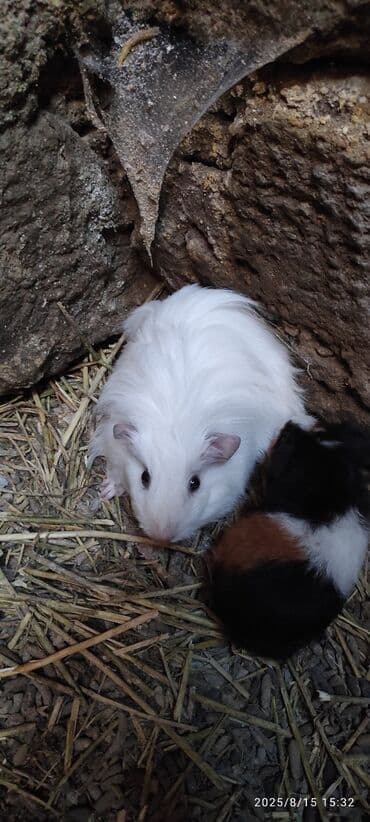 su donuzu: Ağ rəngli pambıq kimi yumşaq dəniz donuzu, qara gözləri və çəhrayı — 3