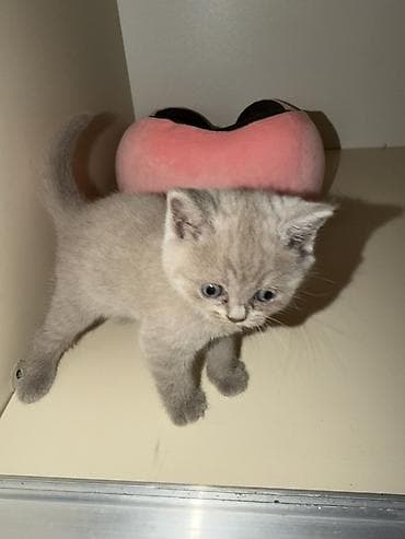 at balaları: 🐾 Şotland (Scottish Fold) balaları satılır 🐾 40 günlük, sağlam və çox — 3