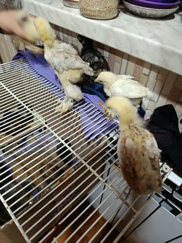 Гуси: Куриные цыплята, Для мяса — 2