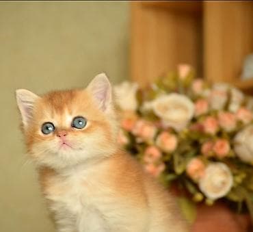 Qızıl şinşilla, Erkək, Dişi, Ünvandan götürmə lalafo.az -da Qızıl şinşilla, Erkək, Dişi, Ünvandan götürmə