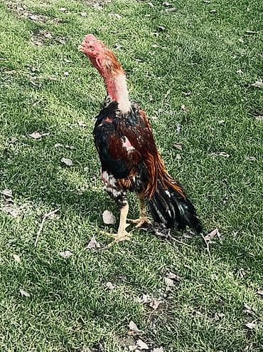 heyrati xoruz: Heyratı xoruz satılır 1 yaş 7 aylıqdı Cins: Malay tipli — 3