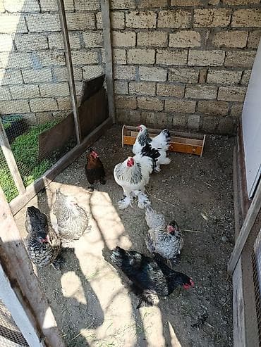 sibrayt toyuqlari: Toyuq, Brama, Damazlıq — 2