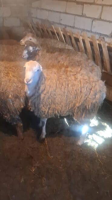 Erkək quzu satılır. - Cins: yerli ət istiqamətli. - 15 başdı - 3 aydı lalafo.az -da Erkək quzu satılır. - Cins: yerli ət istiqamətli. - 15 başdı - 3 aydı