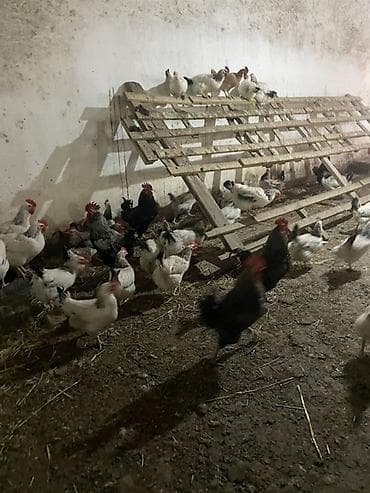 kend yumurtası: Serebristi, Xarkov və Avstralop mayalı toyuq yumurtaları. Hər gün — 5