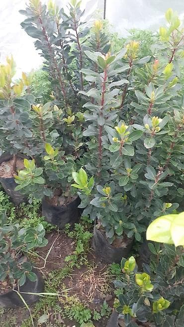 Çiyelek agaclari dibcekde