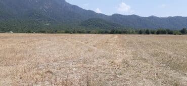 45 sot, Kənd təsərrüfatı, Mülkiyyətçi, Kupça (Çıxarış)