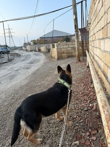 itler coban: Alman çoban iti, 9 ay, Dişi, Peyvəndli, Ödənişli çatdırılma — 1