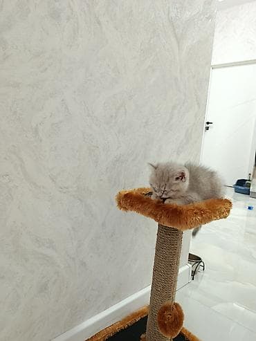 Digər heyvanlar: Şinşilla, Dişi, Yaxşı əllərə — 2