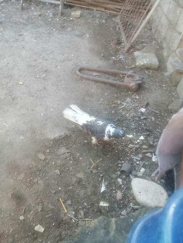 kakadu quşu: 19 tük xırdaleley əfqanka ərkey 30 manat uçuşun bilmirəm. Göykəmər — 2