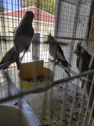 dişi pişik: Dişi korella 3 ədəd biri 35 Azn hamsin alana 30 manattan ödenişli — 4