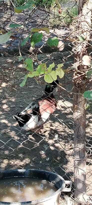 HƏR Növ lal ördək sortu satılır. Lal ördək yaxşı çəkili olur. 35 — 5