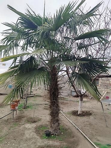 Hündürlük:2.20 Dekorativ palma ağacı – hovlu və bağ sahələri üçün