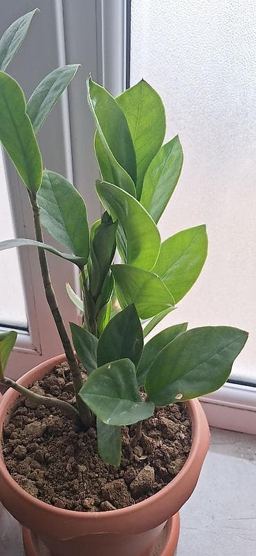 qizil gul dosabi: ZZ bitkisi (Zamioculcas zamiifolia) – qapalı məkanlar üçün dekorativ — 2