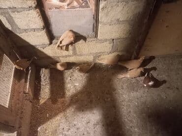 клетка для попугая купить: Məhsul: Qübbəli quşxanada saxlanan dekorativ göyərçinlər dəsti — 3