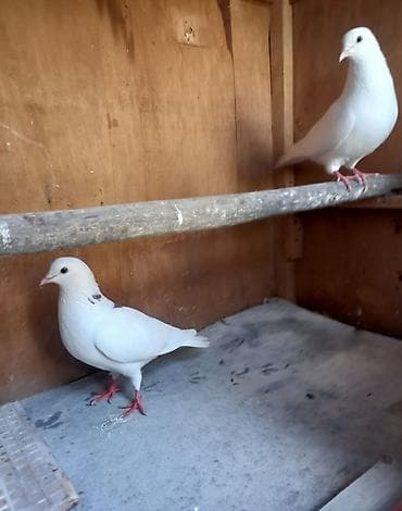 pavlin goyercin satisi: Oxu sonra elaqe saxla. 2si biryerde satilir. tam saglam yaxsi ucan — 1