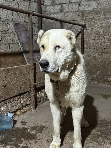 Gəmiricilər: Alabay — 4