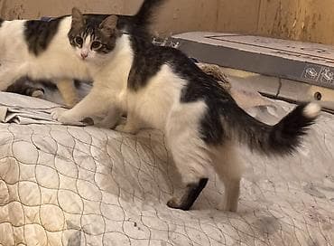 щенки в добрые руки: Пристраивается котенок, 4 месяца. От блох и глистов обработан. К лотку — 2