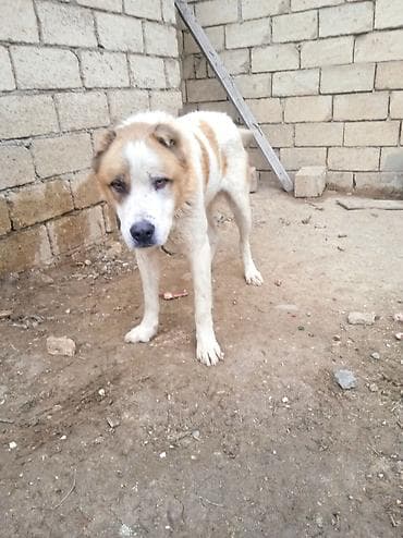 heyvan bazari itlerin satisi: Qurdbasar — 6