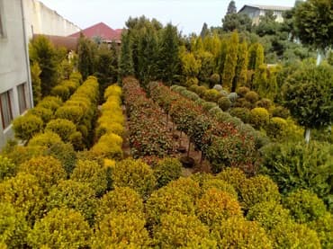 Çöl bitkiləri: Şitillər — 5