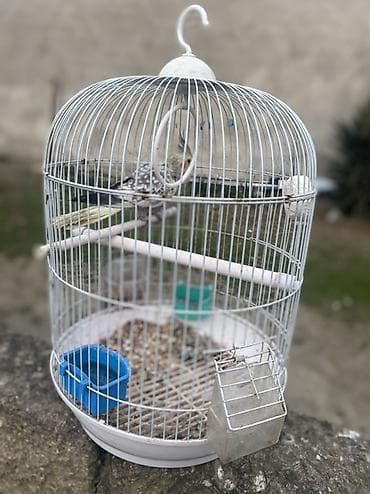 ereb ati satilir: Növ: Nimfa (cockatiel) – xallı rəngli Təsvir: - Ağımtıl-boz xallı — 3