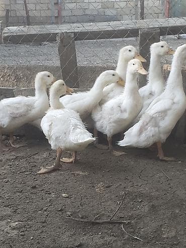 goyercin satisi 2019: 3 dene boyuk 3 aylig. 12 azn 7 dene 50 gunluk. biri 6 azn. 055 880 — 2