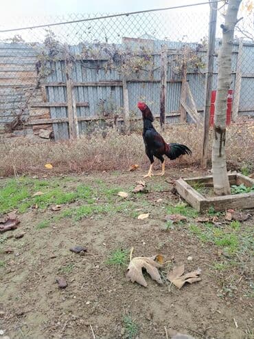 Heyrati xoruzu satılır 8 aylıqdı qiymeti 80 azn tam sağlam gözel lalafo.az -da Heyrati xoruzu satılır 8 aylıqdı qiymeti 80 azn tam sağlam gözel