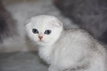 цены на собак: Шотландская, Самец, Самка, Самовывоз — 10