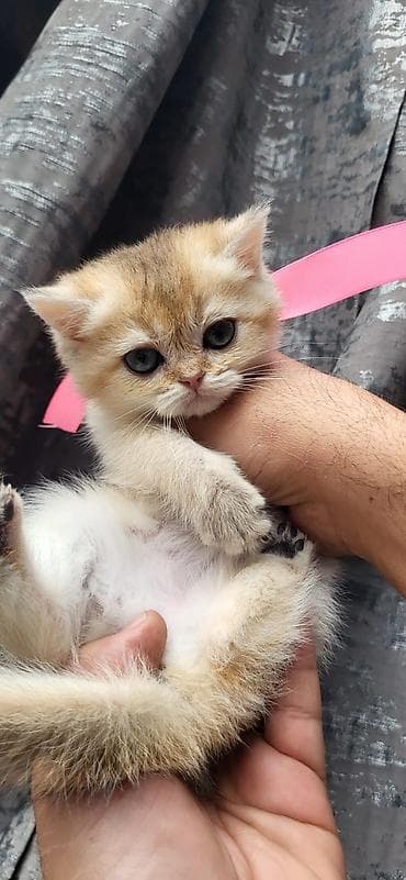 ucuz pişik: Şinşilla — 6