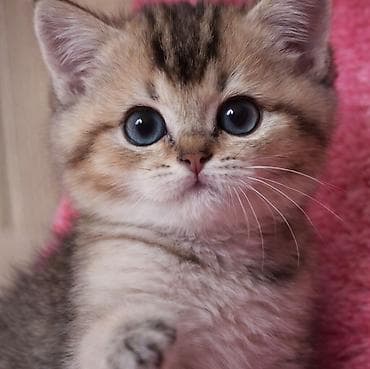 pişik sortları: Şinşilla — 1