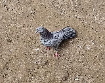 tap az goyercinler: 17 quyruq əbrəş maya satılır. Cütə hazır bala verən mayadı. Qiymət 30 — 1