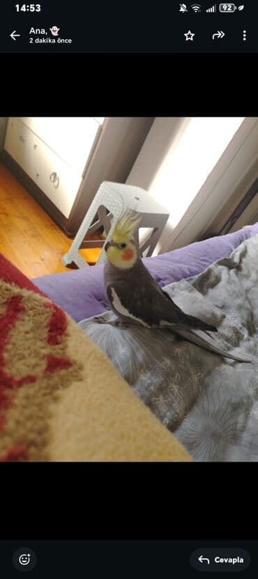 купить клетку для морской свинки: 9 aylıq korella təcili satılır! Gərəkdir 9 ayliqdir qəfesi SU qabı yem — 9