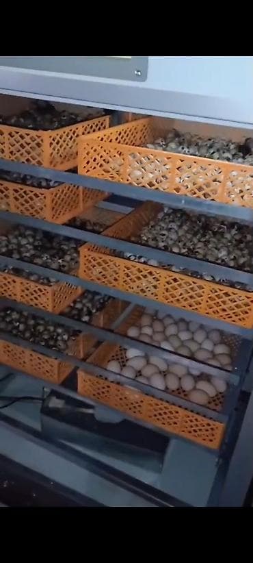 Reklam lövhələri: Tam avtomat — 3