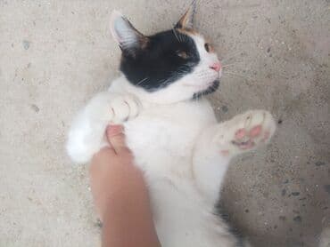 Другие животные: В добрые руки — 2