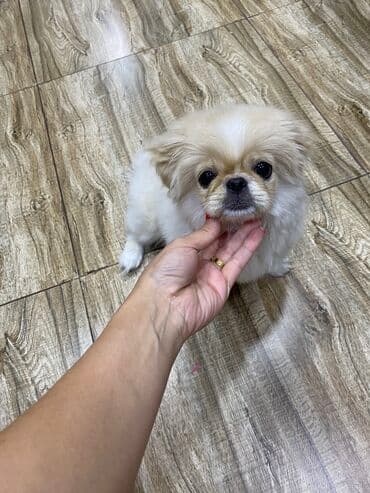 пекинес цена в баку: Pekines, 3 ay, Dişi, Peyvəndli, Ünvandan götürmə — 1