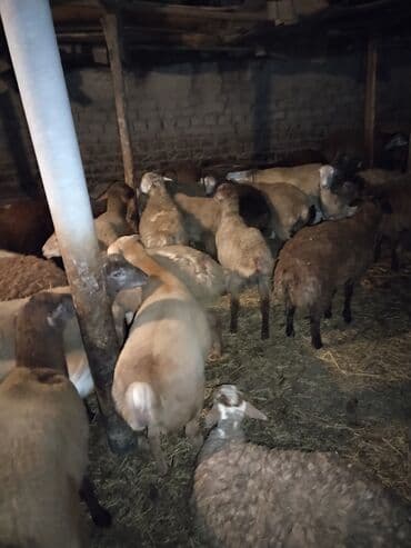 Коровы, быки: Təmiz ətləri 20-30 kq arası erkəy quzulardı — 3