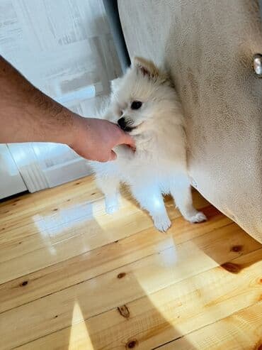 Lüğətlər: Şpitz, 3 ay, Erkek — 3