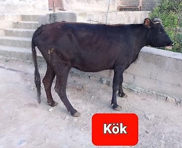 Dişi, il: 2, 10 kq, Ətlik, Ünvandan götürmə, Ödənişli çatdırılma