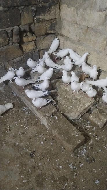 sabuncu heyvan bazari: Salam kom göyərçin aliram 50 100 300 500 ferq etmir — 1