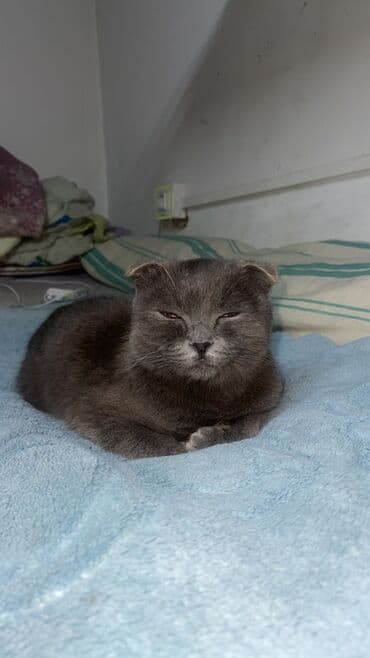 Şotland yastı qulaq, Erkək, Ünvandan götürmə