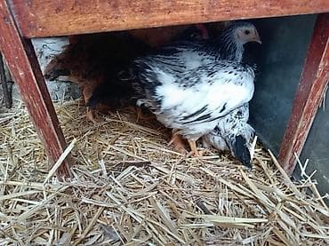 amaroks toyuq: Toyuq cücələri, Damazlıq, Ünvandan götürmə — 2