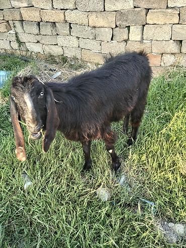 hələp keçiləri: Helep safqan disidi cavan heyvandi ünvan masdaga — 2