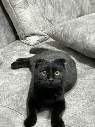 İtlər: Şotland yastı qulaq, Dişi, Ünvandan götürmə — 4