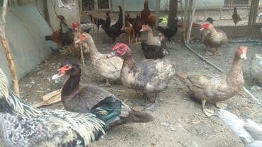 ingilis setteri it cinsinin digər adı nədi: Məhsul: Lal ördək (Muscovy) – damazlıq quşlar, balalar və kəsilmiş ət — 7