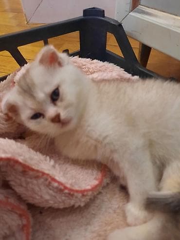 dişi pişik: Şotland yastı qulaq, Dişi, Yaxşı əllərə, Ünvandan götürmə — 5