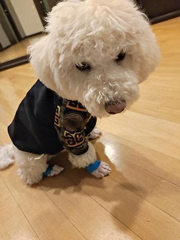 Digər heyvanlar: Bişon Frize, 5 ay, Erkek, Peyvəndli, Ünvandan götürmə — 1