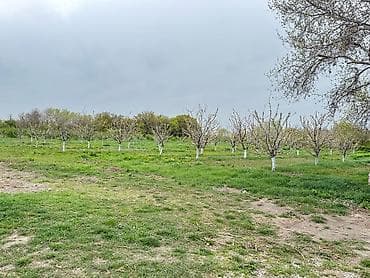 bilgeh ev: 3000 sot — 7