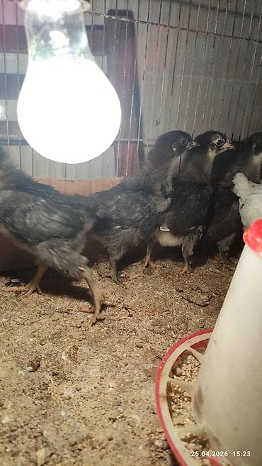 1 ayliq cuce satisi: Damazlıq — 5