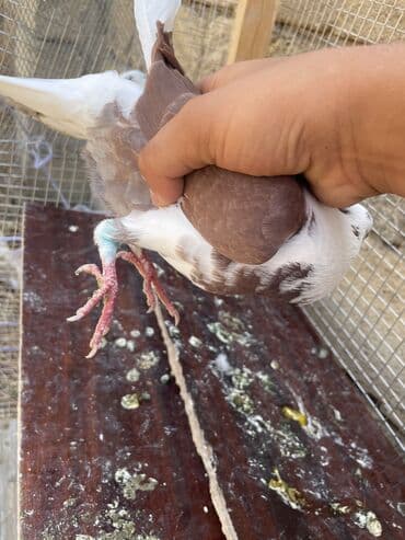 at dayca: Qowa çepler cuttuler 4 saatına cavab dehem qanadları teze yolunun 4 — 8