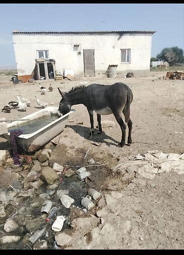 keçi dişi: Satılır ciddi alıcılar yazsın cavab veriləcək qiymətdə cüzi endirim — 3